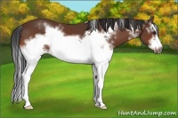 Horse Color:White Spotted Bay Splash Frame 