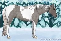 Horse Color:Silver Blue Roan Tobiano