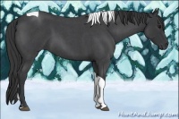 Horse Color:Blue Roan Tobiano