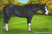 Horse Color:Black Splash