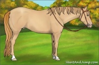 Horse Color:Gold Champagne 