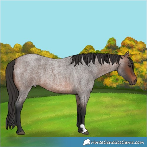 Horse Color:Brown Roan 