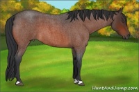 Horse Color:Bay Roan 