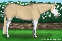 Horse Color:Red Dun Sabino Splash