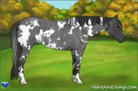 Horse Color:White Spotted Smoky Blue Roan 
