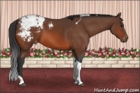 Horse Color:Bay Tobiano Appaloosa 