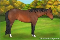 Horse Color:Bay 