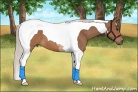 Horse Color:Silver Brown Tobiano 