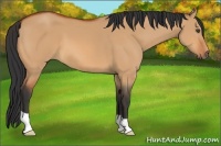 Horse Color:Bay Dun