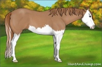 Horse Color:Red Roan Splash 
