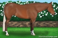 Horse Color:Silver Bay 