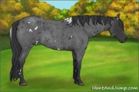 Horse Color:White Spotted Blue Roan 