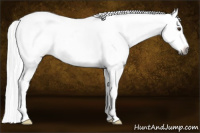 Horse Color:Gray Chestnut Appaloosa
