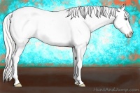Horse Color:Cremello Appaloosa 