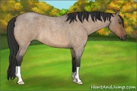 Horse Color:Bay Roan Dun