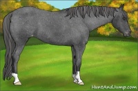 Horse Color:Black Appaloosa