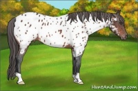 Horse Color:Bay Appaloosa
