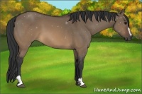 Horse Color:Brown Dun Sabino 