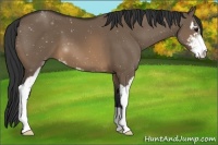 Horse Color:Brown Dun Sabino 