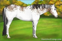 Horse Color:White Spotted Bay Dun