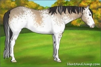 Horse Color:White Spotted Buckskin Dun Splash 