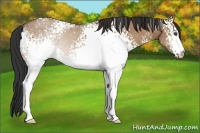 Horse Color:White Spotted Bay Dun 