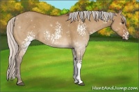 Horse Color:White Spotted Silver Bay Dun