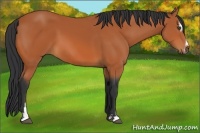 Horse Color:Bay Sabino