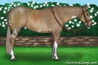 Horse Color:White Spotted Chocolate Palomino Tobiano  Brindle