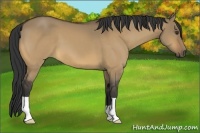 Horse Color:Buckskin Dun