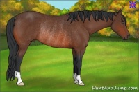 Horse Color:Bay Rabicano 