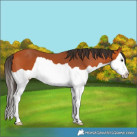 Horse Color:Bay Splash 