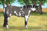 Horse Color:White Spotted Grullo 