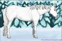 Horse Color:Silver Buckskin Tobiano Appaloosa 