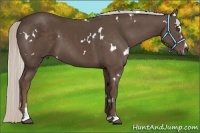 Horse Color:White Spotted Silver Black Sabino 