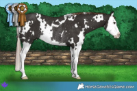 Horse Color:White Spotted Liver Chestnut Splash Rabicano 
