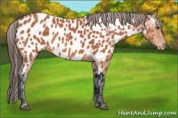 Horse Color:Bay Appaloosa 