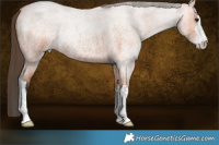 Horse Color:White Spotted Bay Roan 
