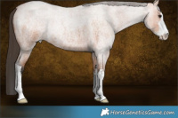 Horse Color:White Spotted Bay Roan 