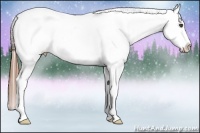 Horse Color:Chestnut Appaloosa Rabicano 