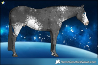 Horse Color:White Spotted Black Splash Rabicano 