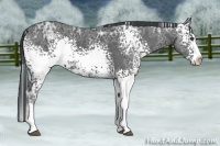 Horse Color:White Spotted Black Ice Splash 