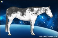Horse Color:White Spotted Black Splash Rabicano