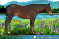 Horse Color:Liver Chestnut 