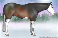 Horse Color:Brown Splash