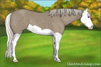 Horse Color:Silver Smoky Grullo Splash 