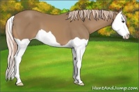 Horse Color:Palomino Splash