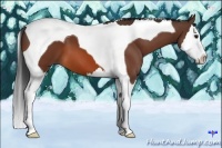 Horse Color:Bay Splash Tobiano