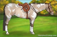 Horse Color:White Spotted Amber Champagne Roan Rabicano 