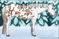 Horse Color:Chestnut Sabino Tobiano Near Leopard 